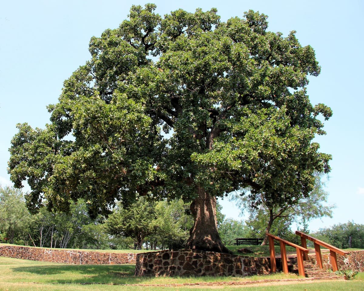 The Houston Campsite Oak at Grapevine Springs Park in Coppell, Texas, a broad post oak ringed by a low native stone wall with wooden stair railings