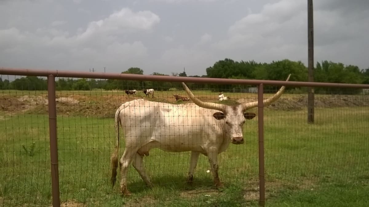 Texas longhorns grazing behind a pipe and wire fence in a green pasture along North Tarrant Parkway in Keller